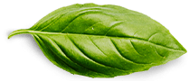 Basil leaf